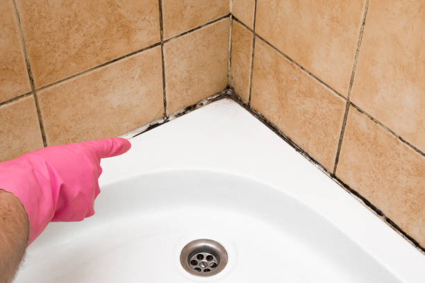 Best Commercial Mold Remediation in Granite Shoals, TX